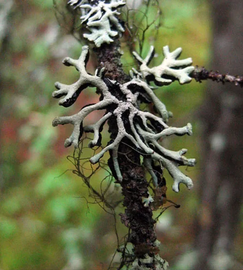 Hypogymnia tubularis (Hypogymnia tubularis) — photo mycologique