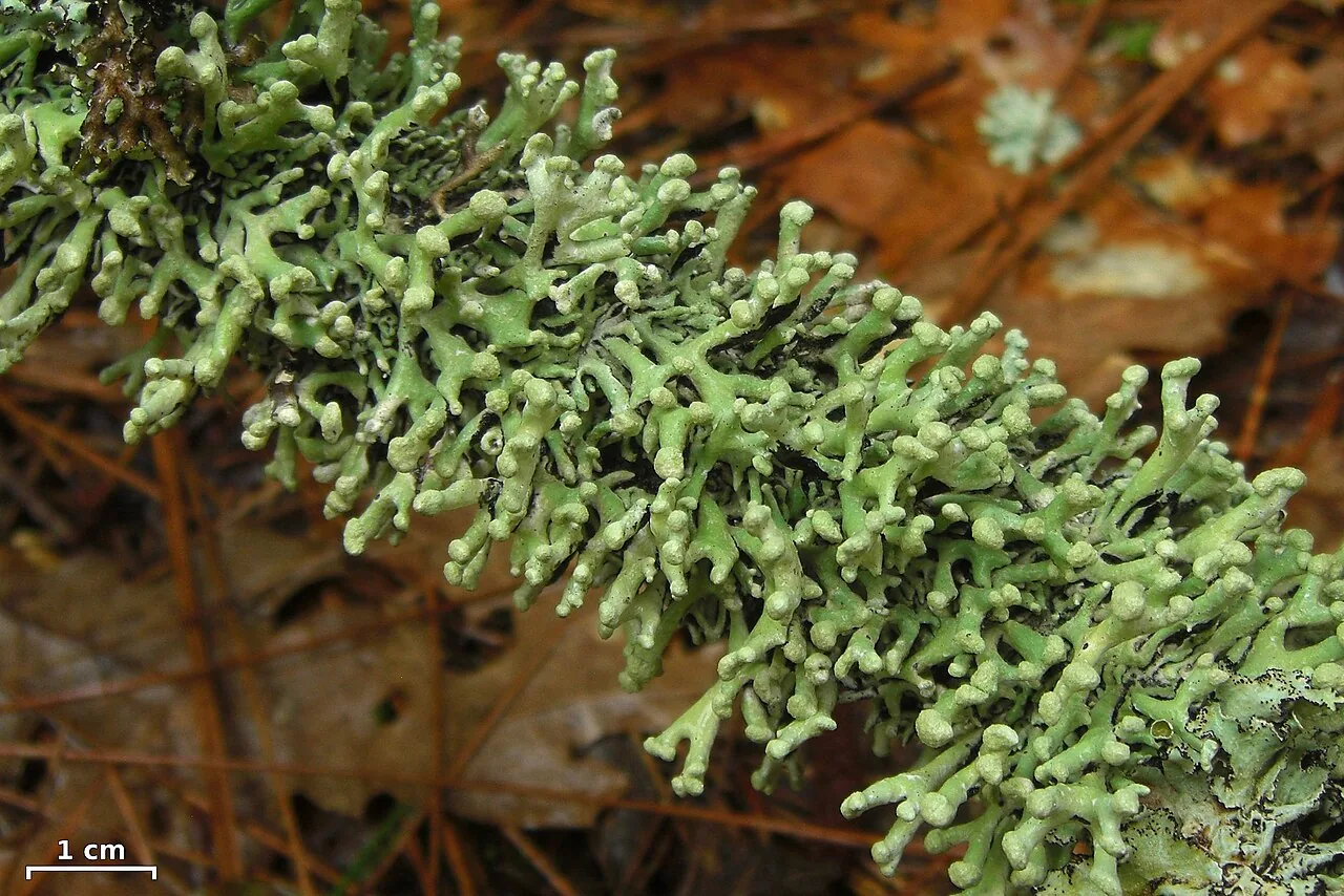 Hypogymnia tubulosa (Hypogymnia tubulosa) — photo mycologique