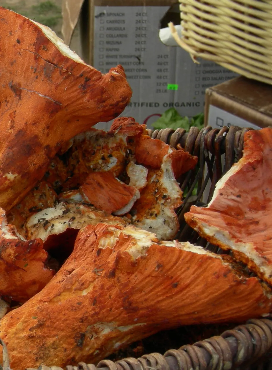 Hypomyces australasiaticus (Hypomyces australasiaticus) — photo mycologique