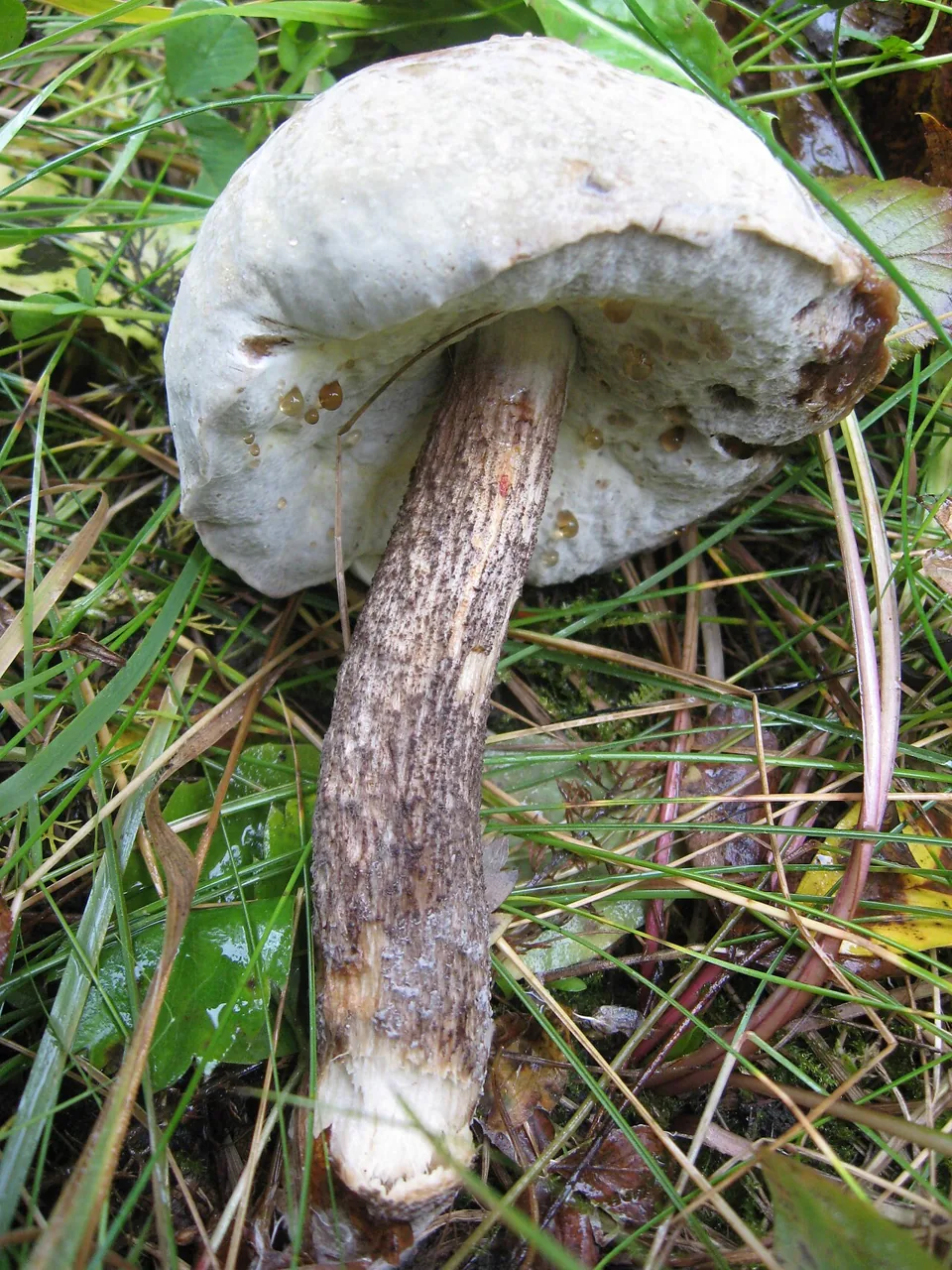 Hypomyces chrysospermus (Hypomyces chrysospermus) — photo mycologique