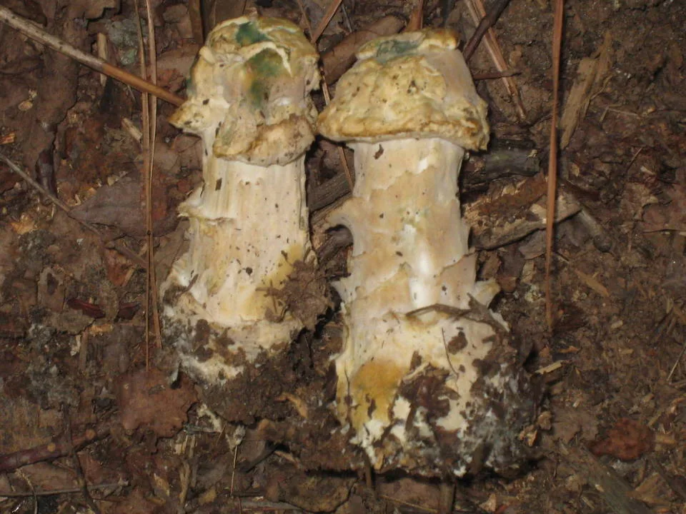 Dermatose des amanites (Hypomyces hyalinus) — photo mycologique