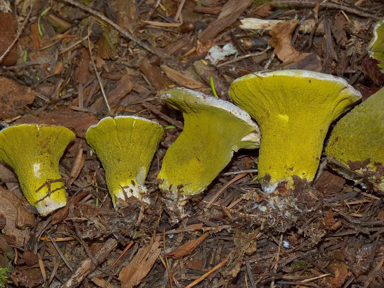 Hypomyces luteovirens (Hypomyces luteovirens) — photo mycologique