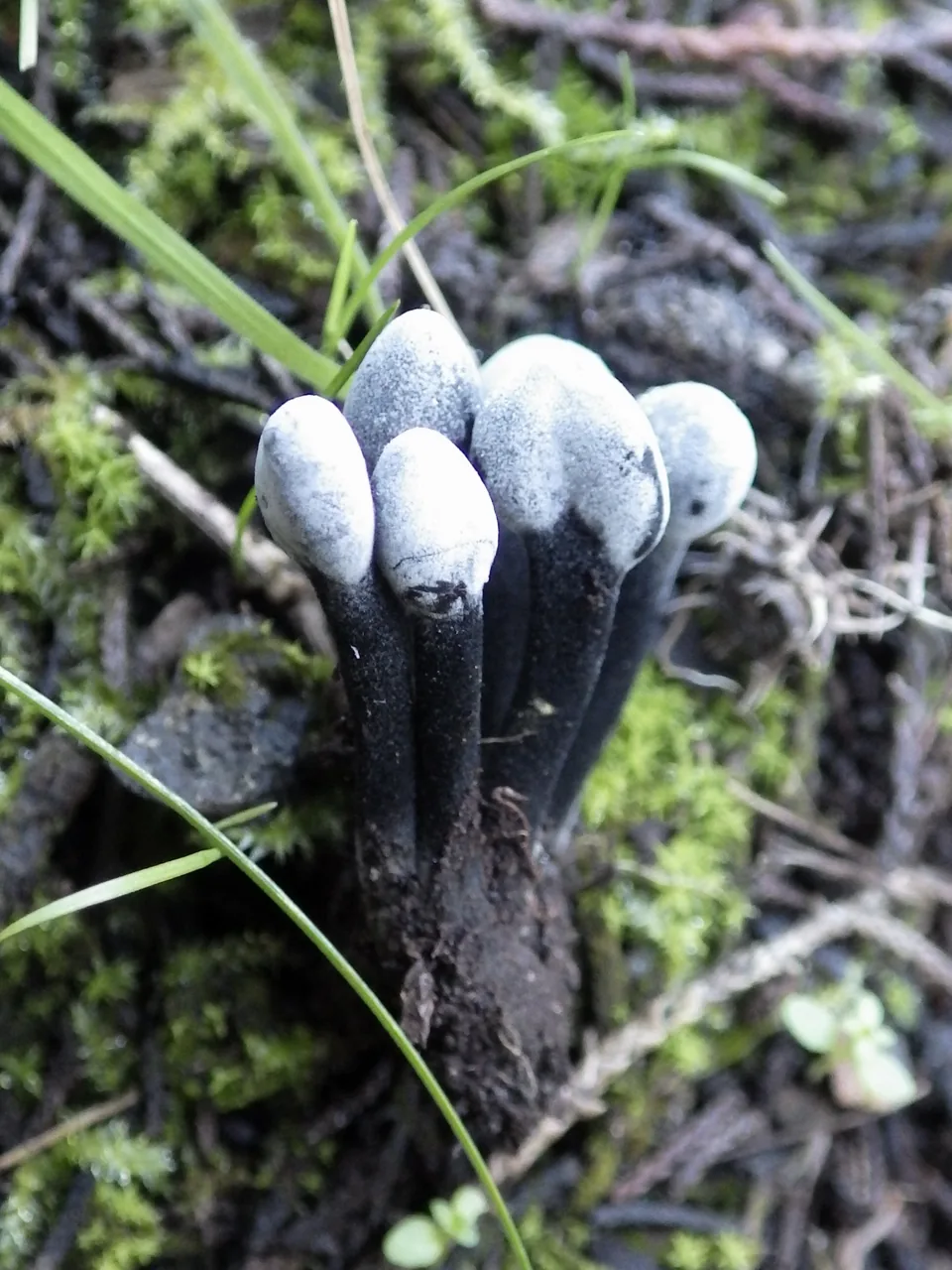 Hypomyces papulasporae (Hypomyces papulasporae) — photo mycologique