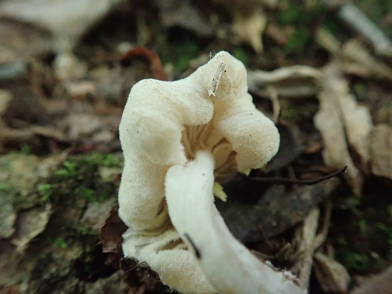 Hypomyces porphyreus (Hypomyces porphyreus) — photo mycologique