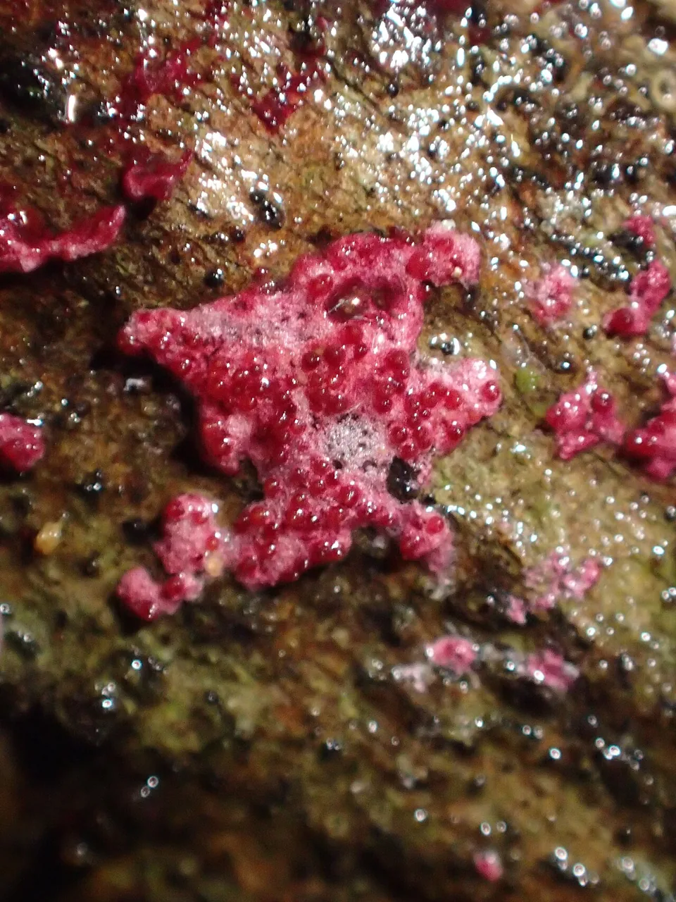 Hypomyces rosellus (Hypomyces rosellus) — photo mycologique
