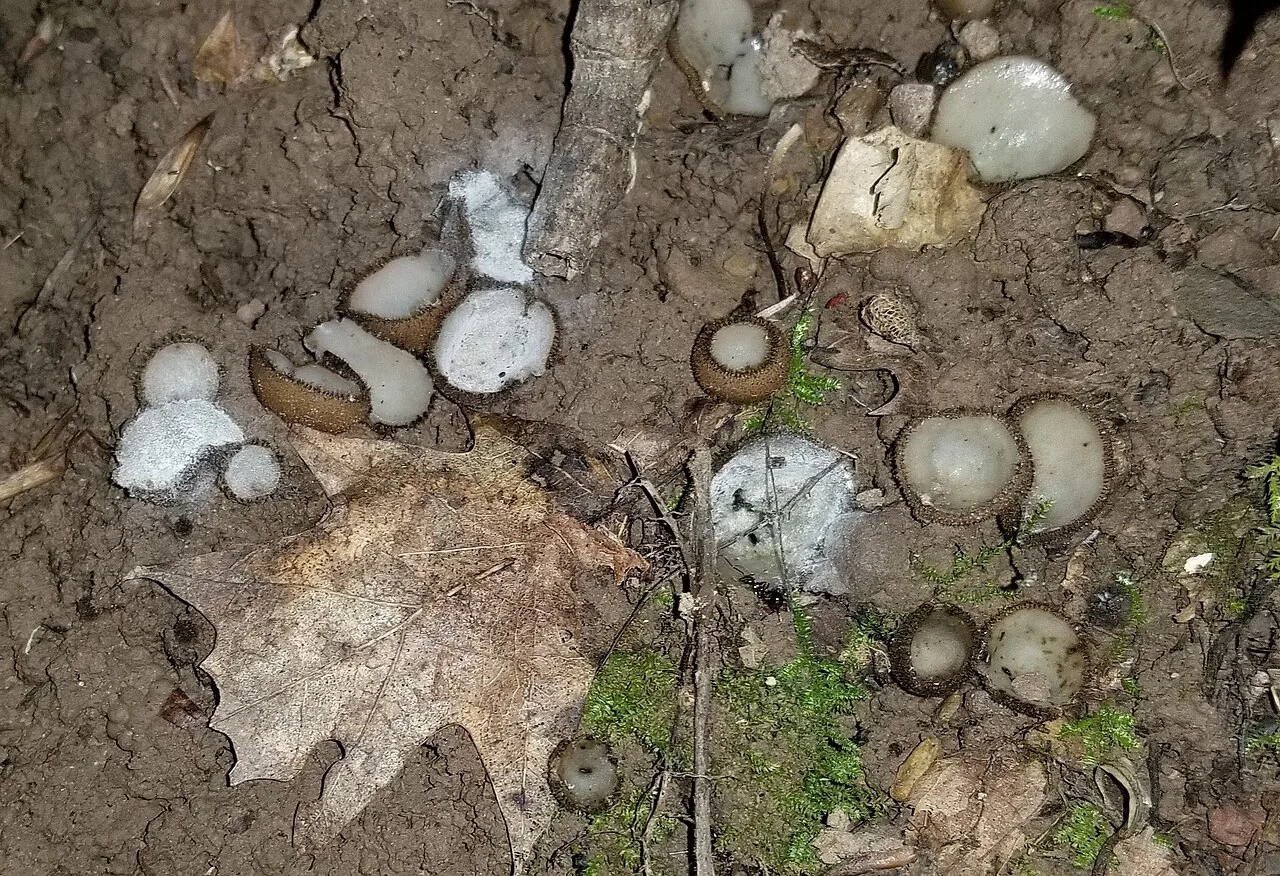 Hypomyces stephanomatis (Hypomyces stephanomatis) — photo mycologique
