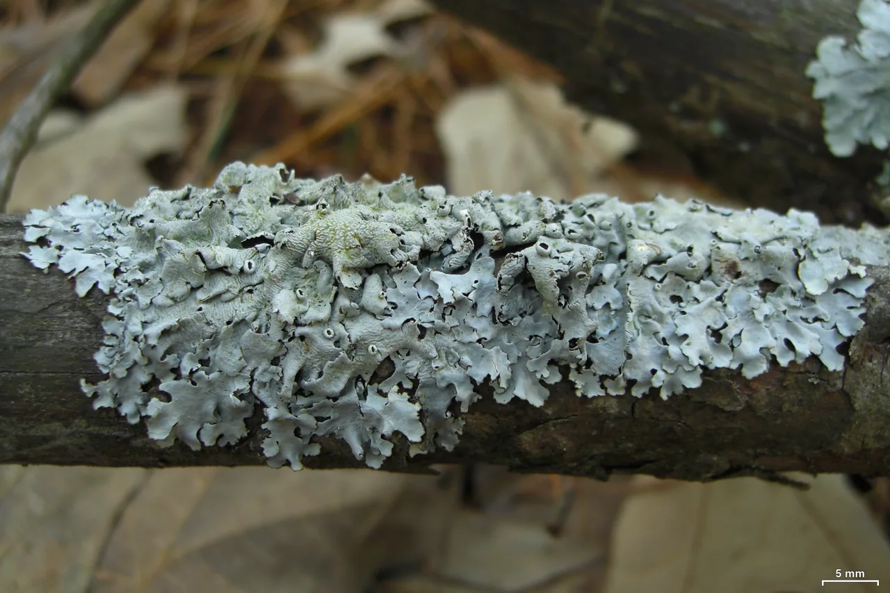 Hypotrachyna livida (Hypotrachyna livida) — photo mycologique