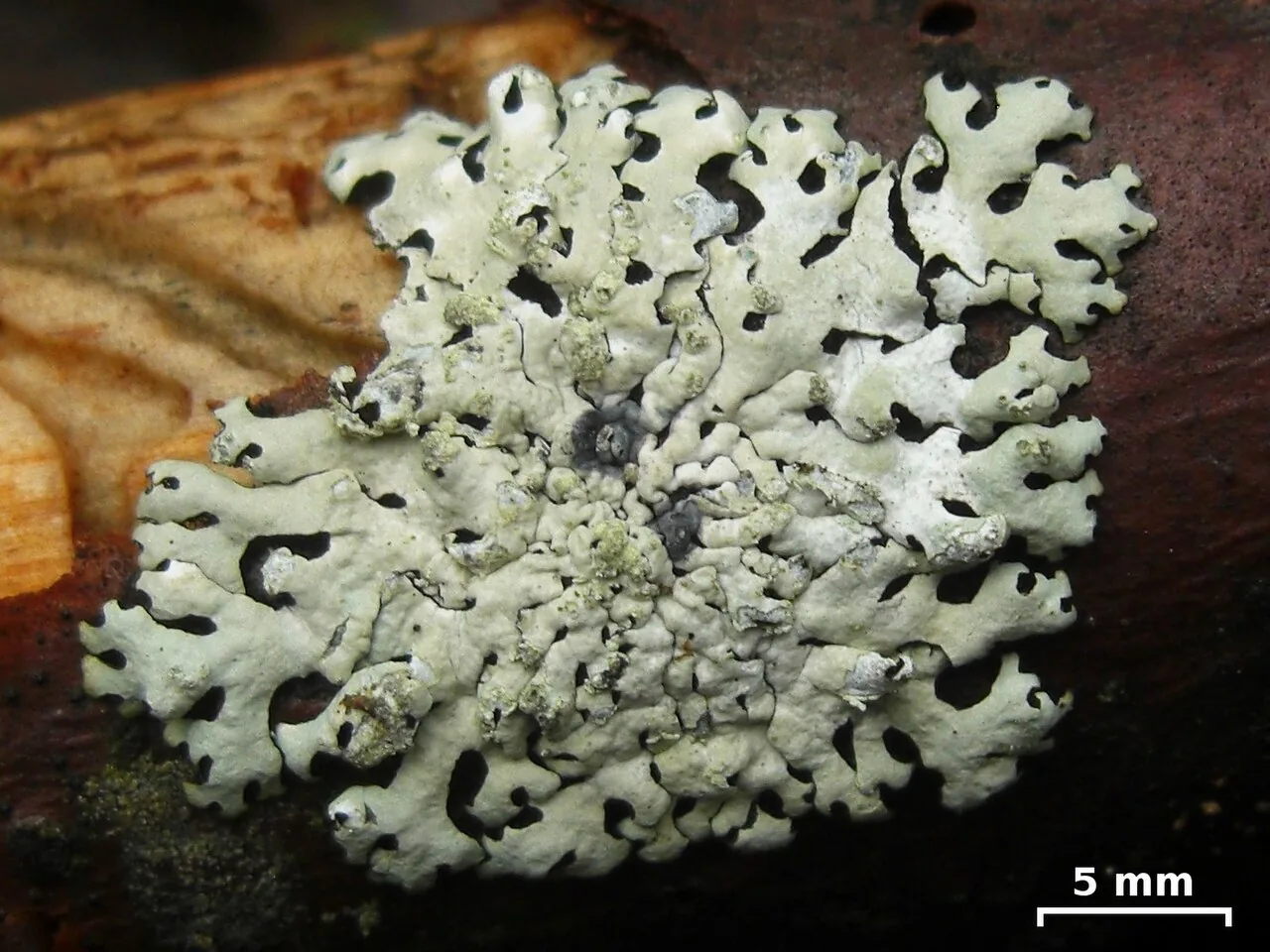 Hypotrachyna meyeri (Hypotrachyna meyeri) — photo mycologique