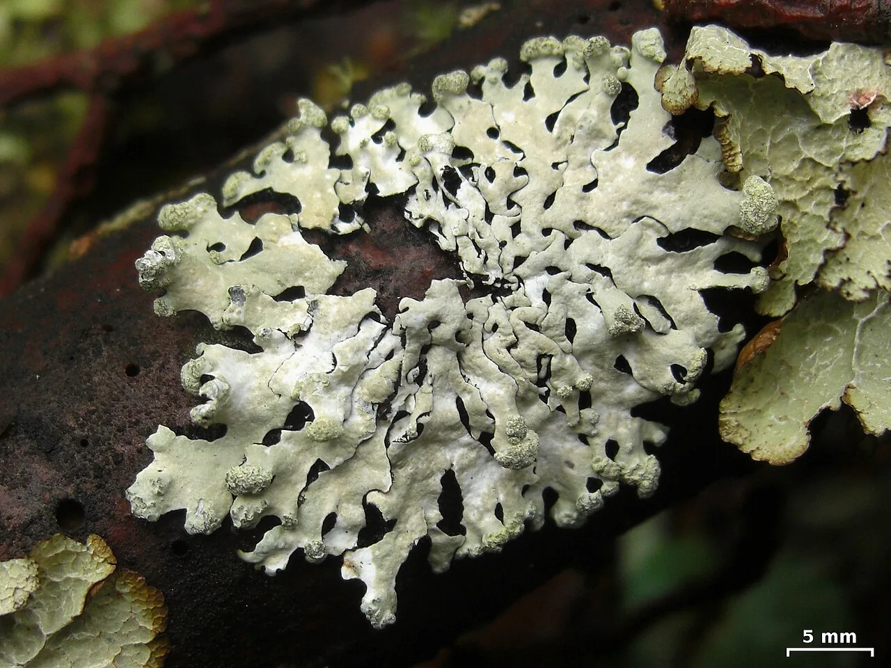 Hypotrachyna taylorensis (Hypotrachyna taylorensis) — photo mycologique