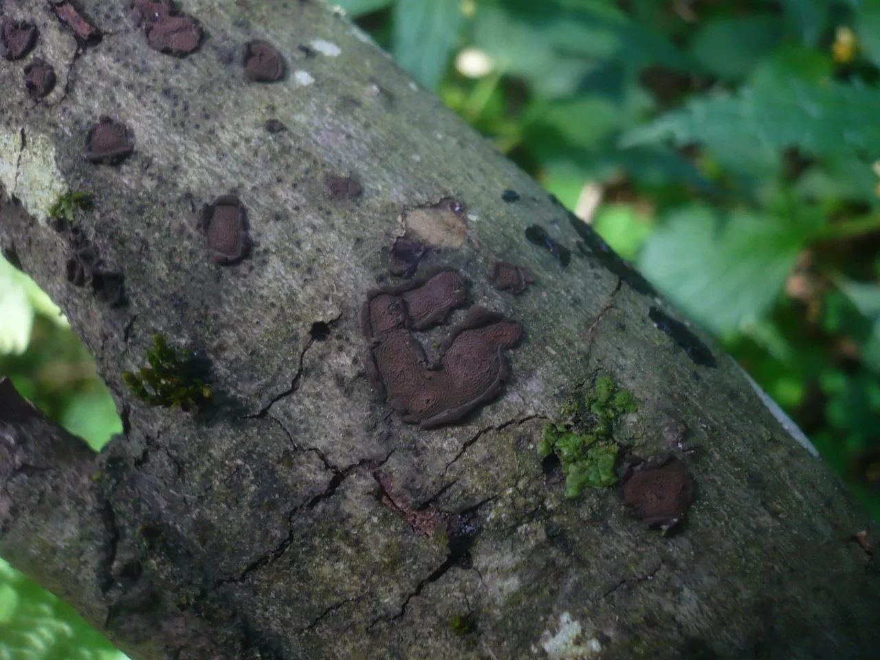 Hypoxylon cercidicola (Hypoxylon cercidicola) — photo mycologique
