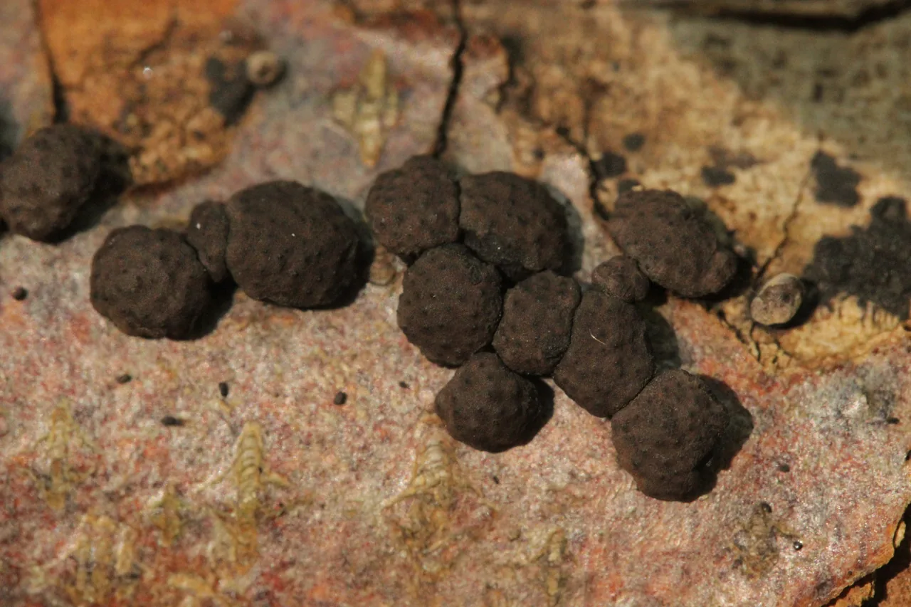 Hypoxylon erythrostroma (Hypoxylon erythrostroma) — photo mycologique