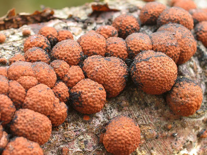 Hypoxylon fragiforme (Hypoxylon fragiforme) — photo mycologique