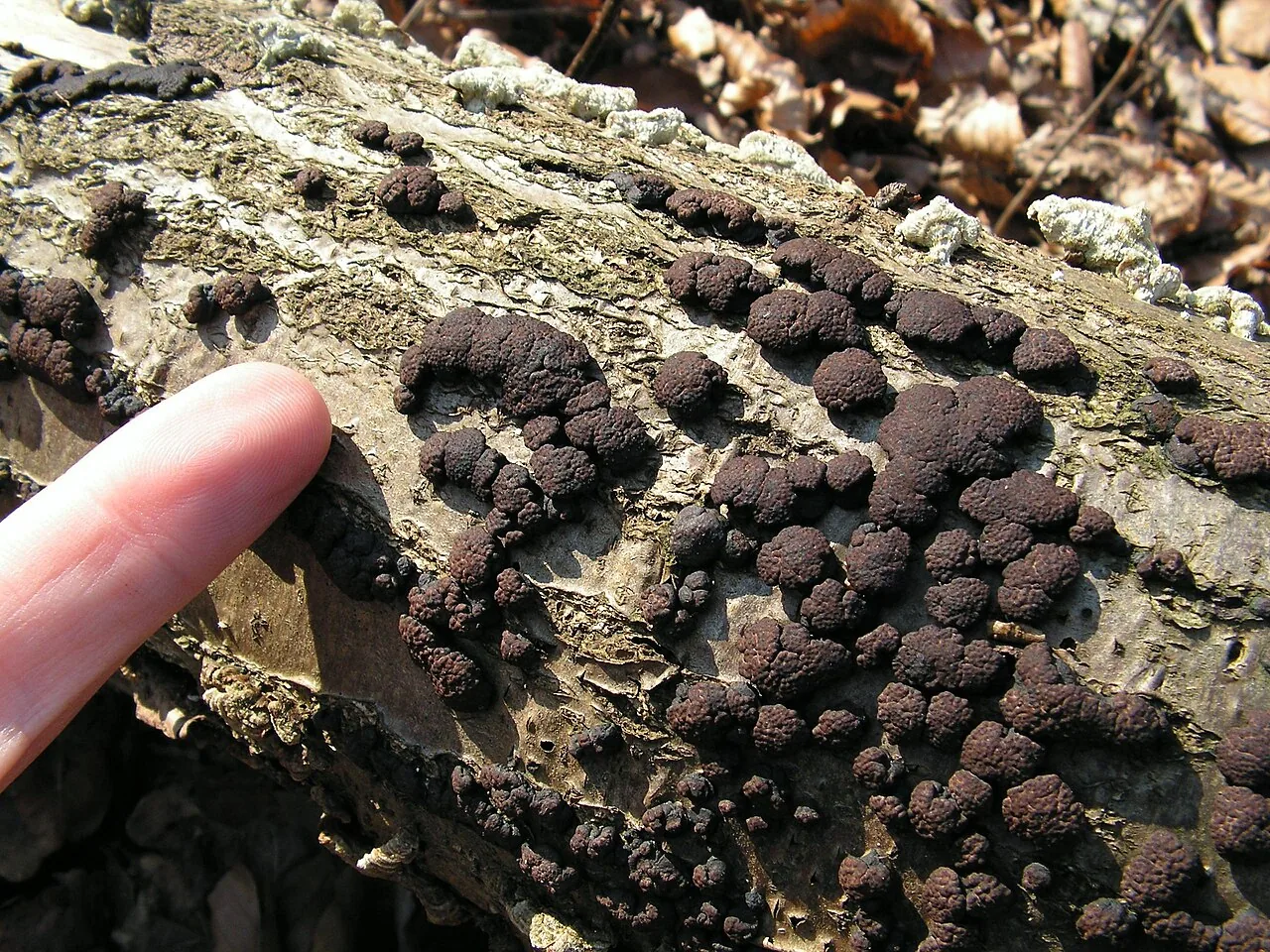 Hypoxylon hepaticolor (Hypoxylon hepaticolor) — photo mycologique