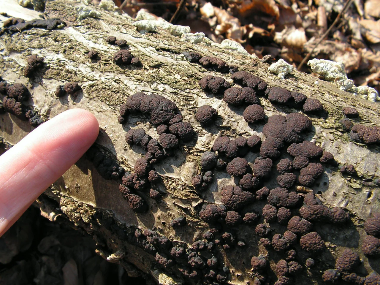 Hypoxylon olliforme (Hypoxylon olliforme) — photo mycologique