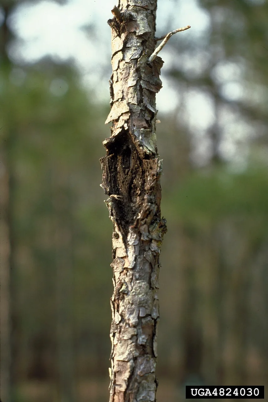 Hypsotheca maxima (Hypsotheca maxima) — photo mycologique