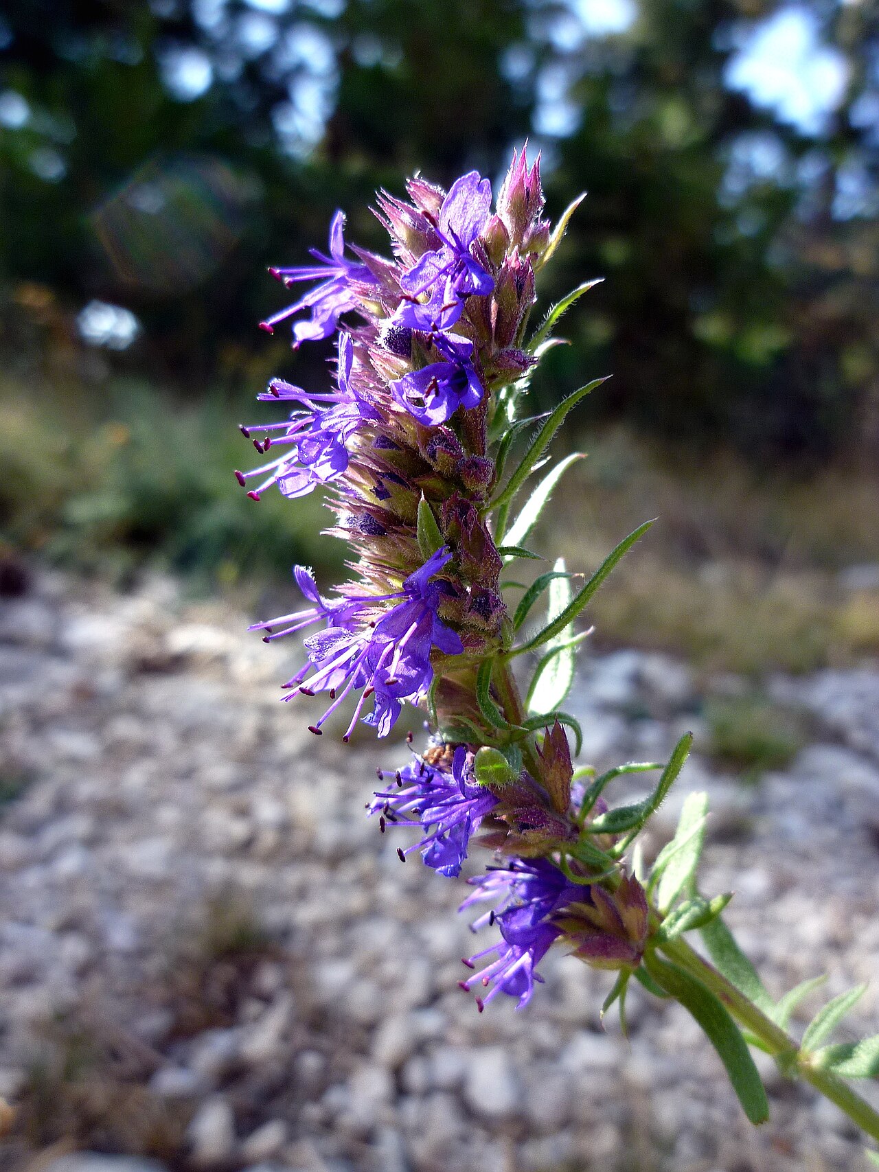 Hysope (Hyssopus) — photo botanique