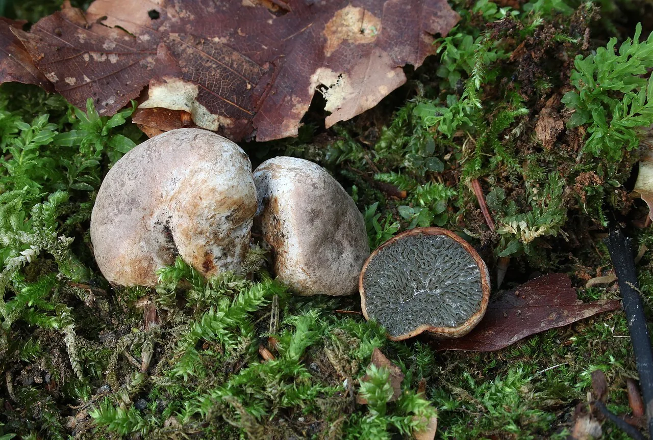 Hysterangium moselei (Hysterangium moselei) — photo mycologique