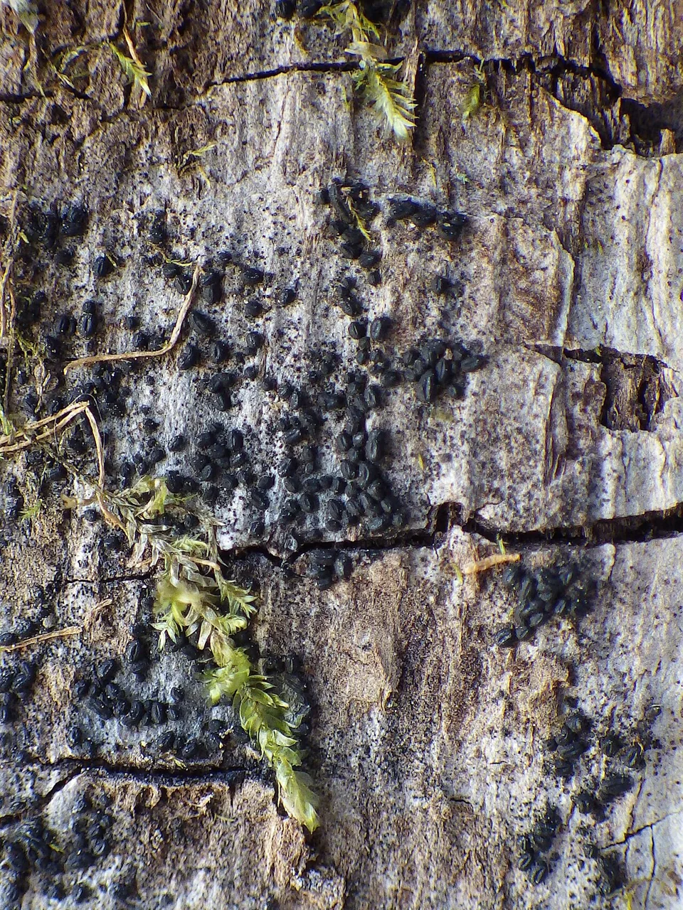 Hysterium sambuci (Hysterium sambuci) — photo mycologique