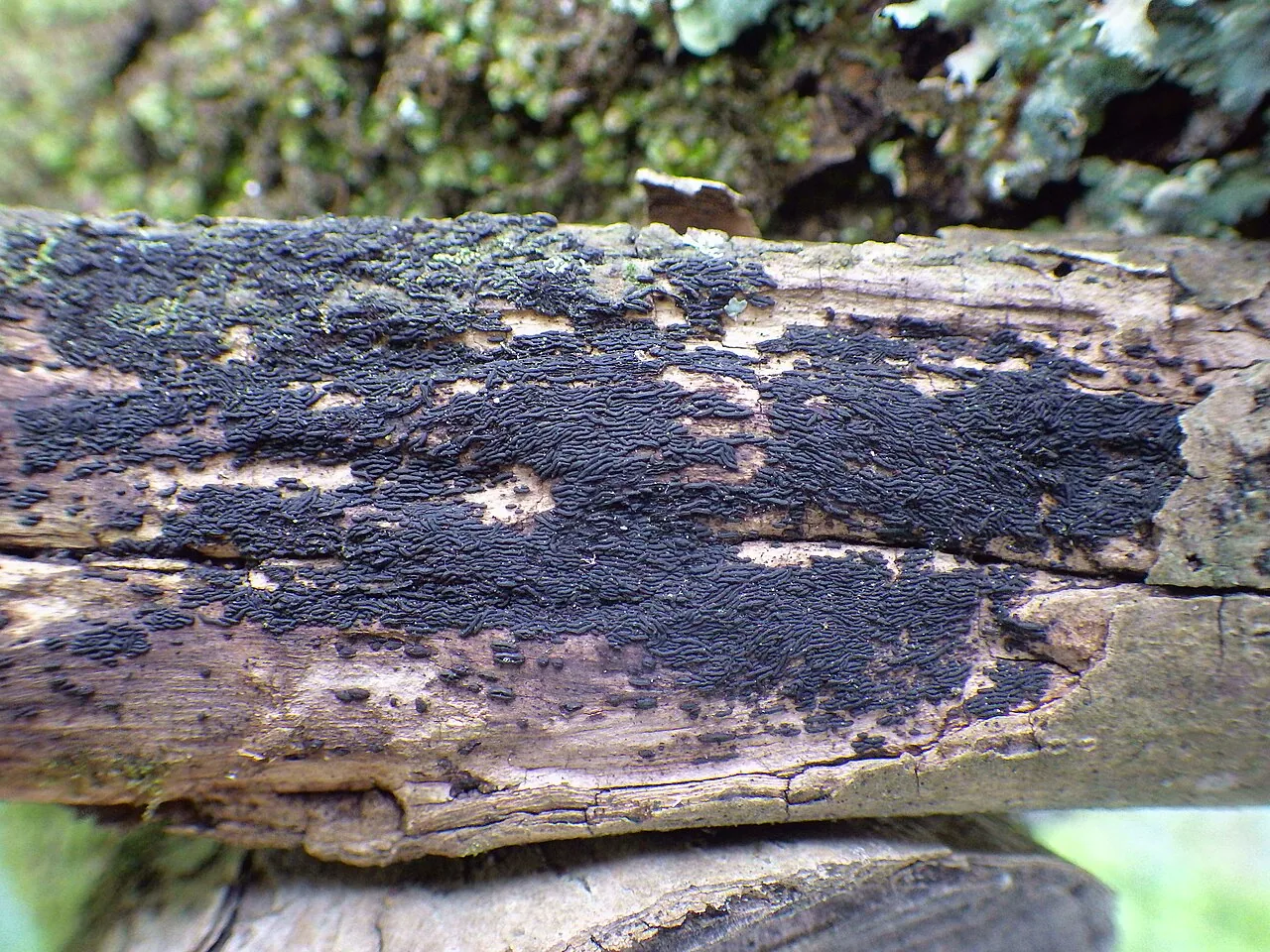 Hysterobrevium smilacis (Hysterobrevium smilacis) — photo mycologique