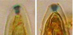 Hysteropezizella hebridensis (Hysteropezizella hebridensis) — photo mycologique