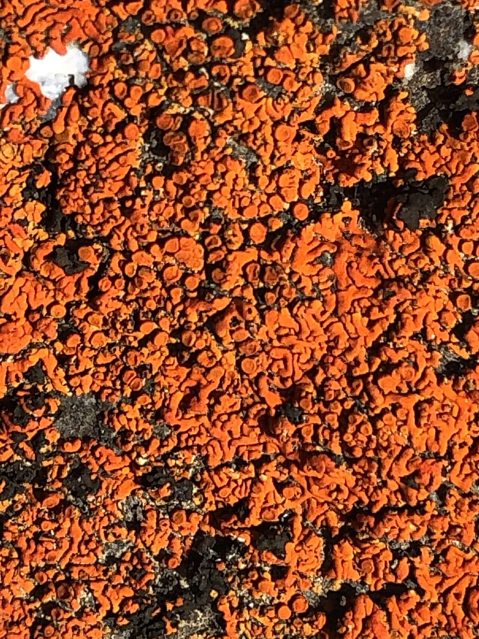 Igneoplaca ignea (Igneoplaca ignea) — photo mycologique