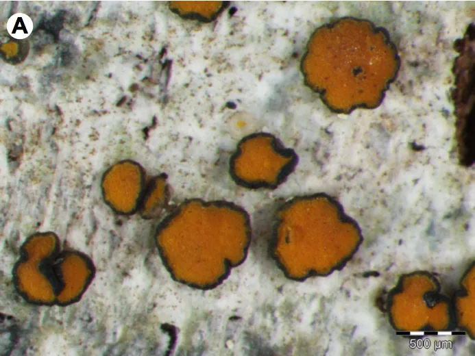 Ikaeria serusiauxii (Ikaeria serusiauxii) — photo mycologique