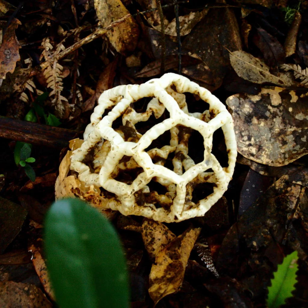 Ileodictyon cibarium (Ileodictyon cibarium) — photo mycologique