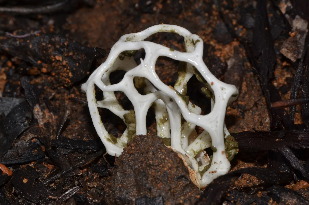 Ileodictyon gracile (Ileodictyon gracile) — photo mycologique