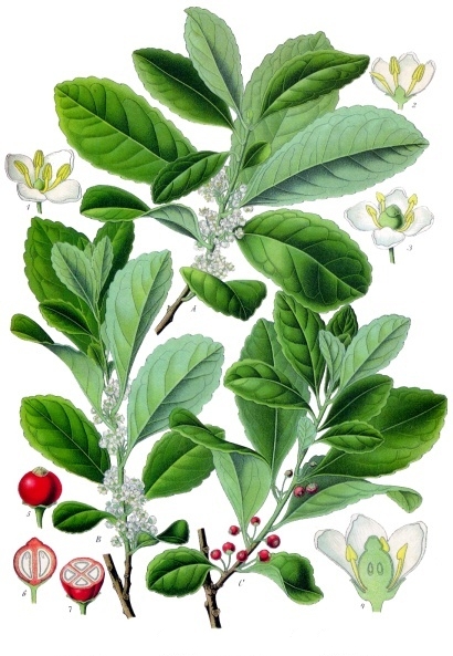 Houx (Ilex) — photo botanique