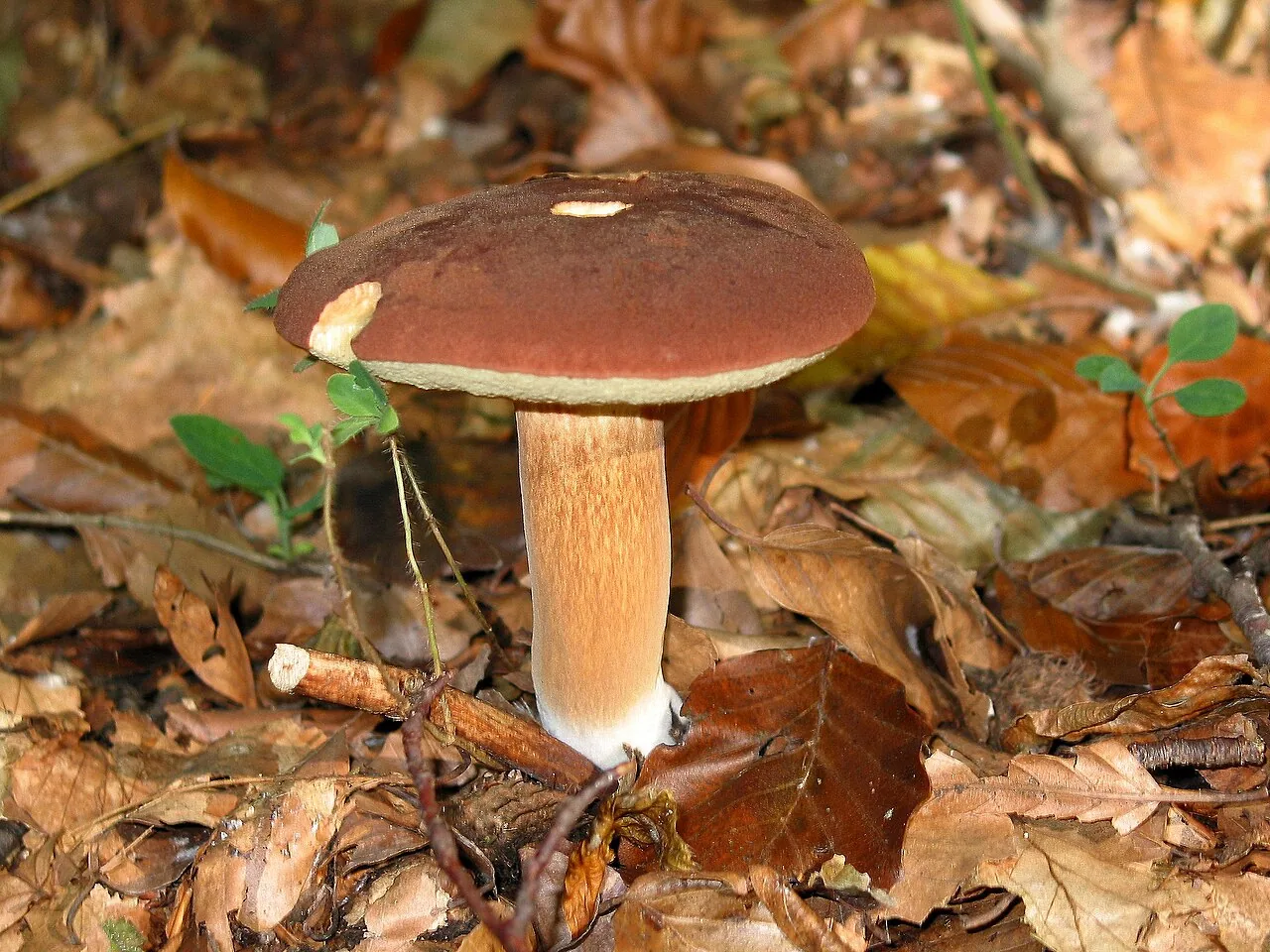Imleria badia (Imleria badia) — photo mycologique