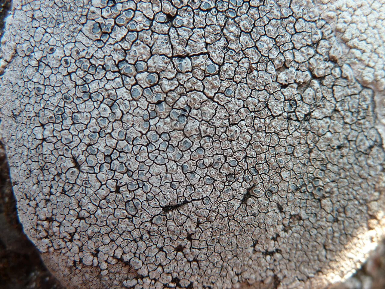 Immersaria athroocarpa (Immersaria athroocarpa) — photo mycologique