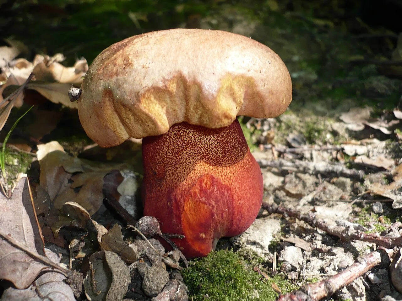 Imperator luteocupreus (Imperator luteocupreus) — photo mycologique