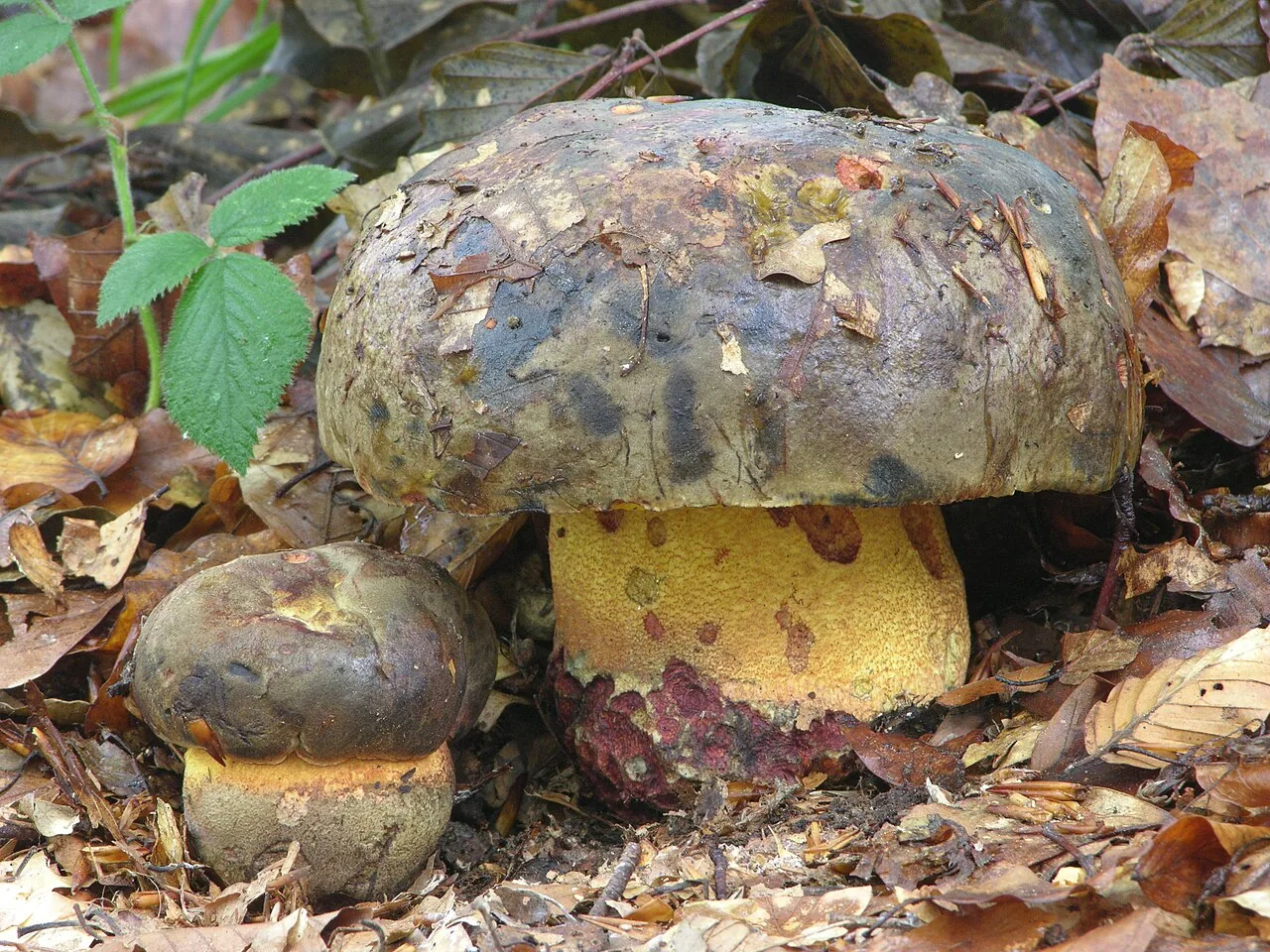 Imperator xanthocyaneus (Imperator xanthocyaneus) — photo mycologique