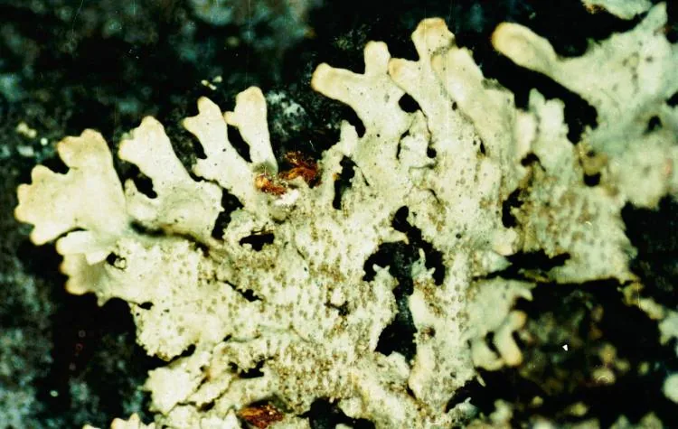 Imshaugia aleurites (Imshaugia aleurites) — photo mycologique