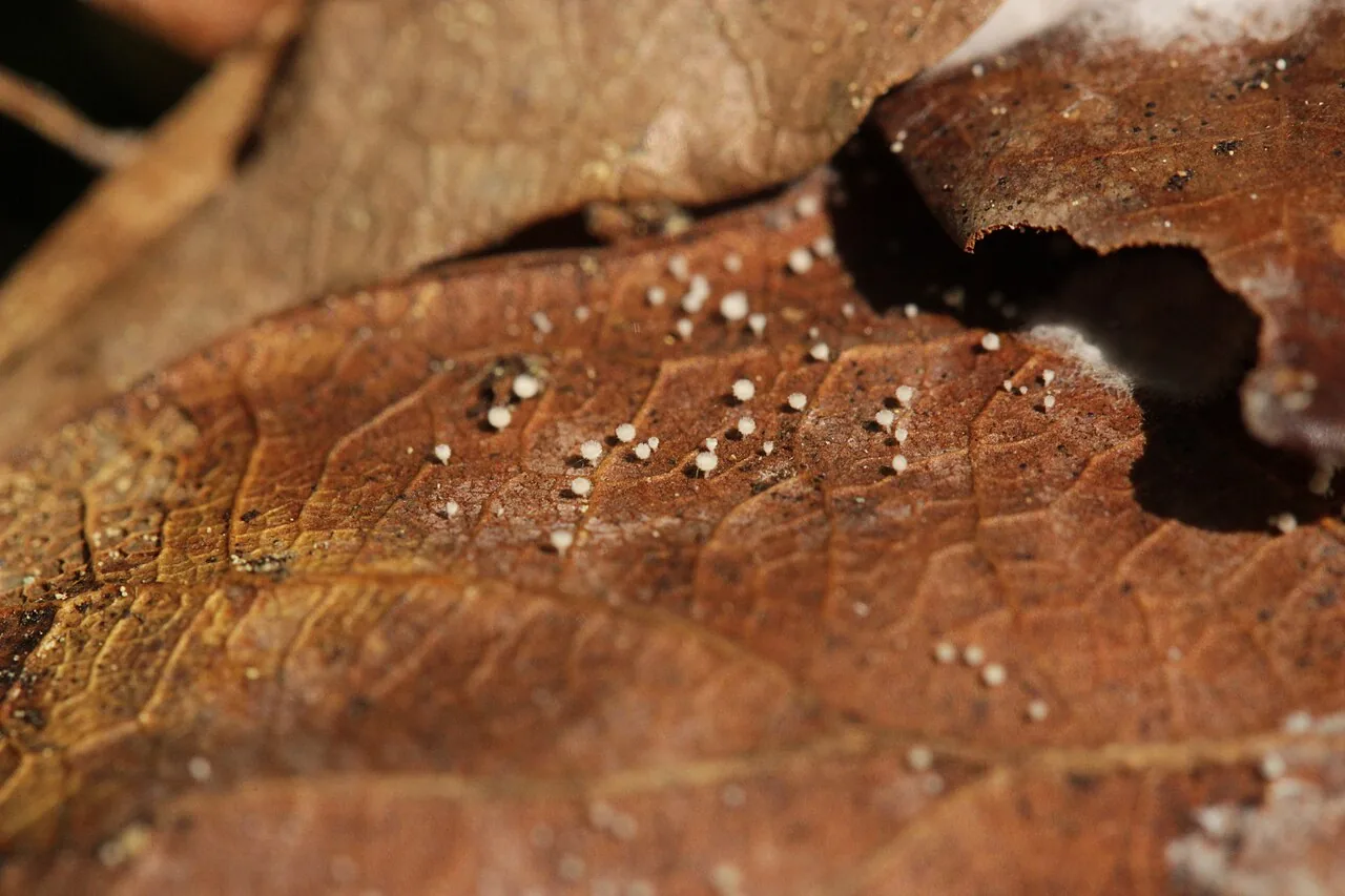 Incrucipulum ciliare (Incrucipulum ciliare) — photo mycologique