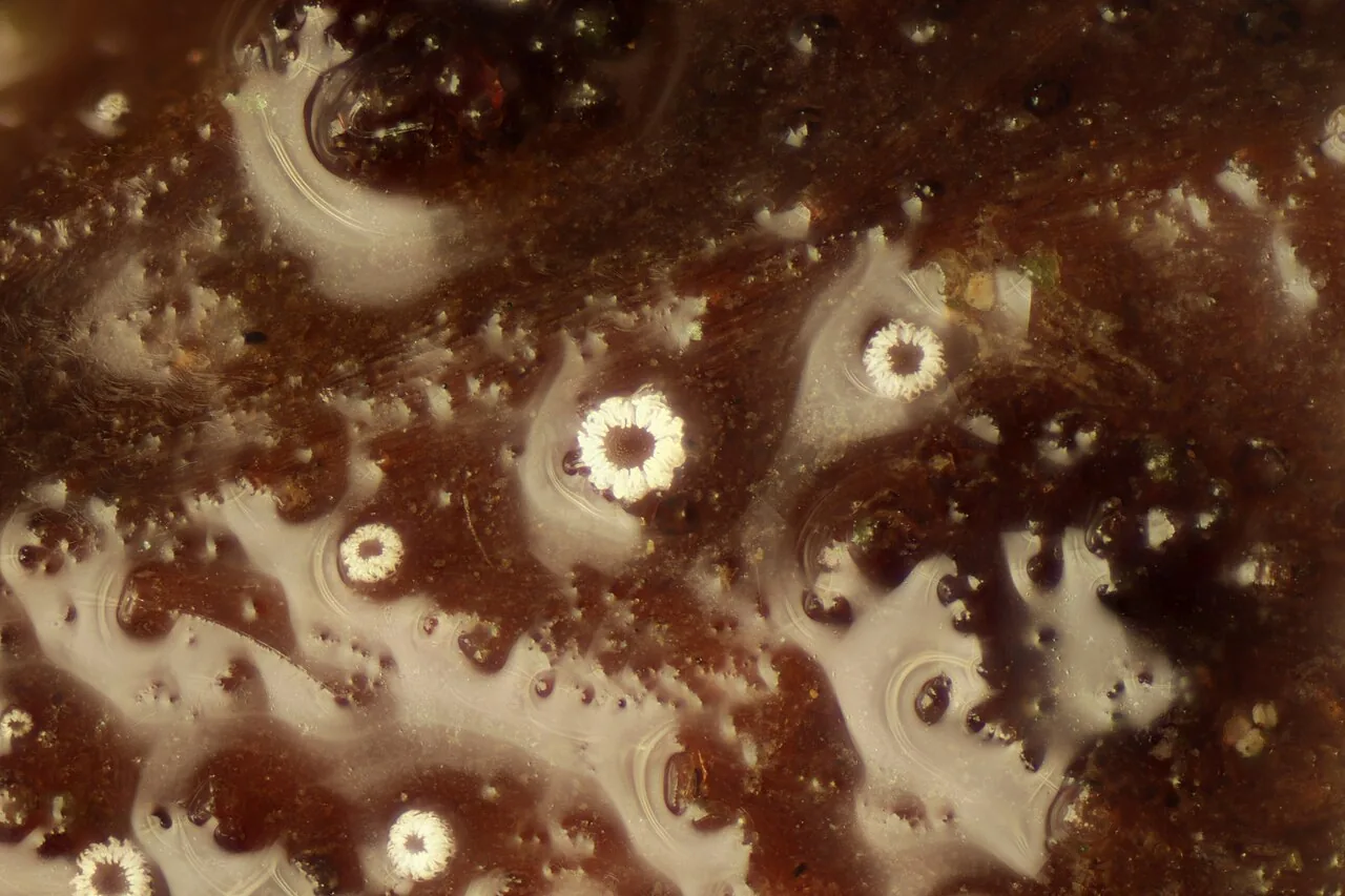 Incrupila aspidii (Incrupila aspidii) — photo mycologique