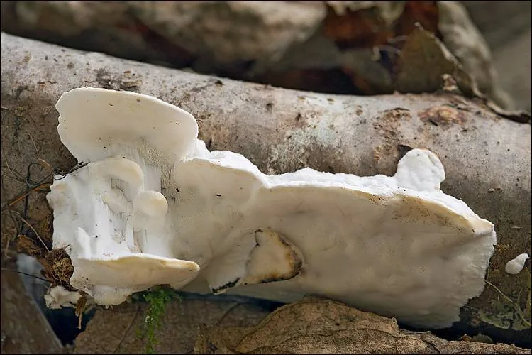 Incrustoporia papyracea (Incrustoporia papyracea) — photo mycologique