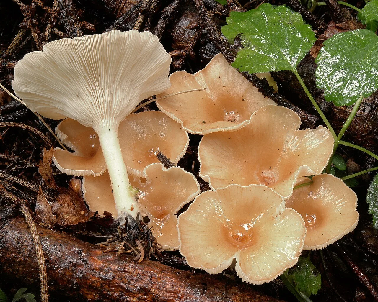 Infundibulicybe gibba (Infundibulicybe gibba) — photo mycologique
