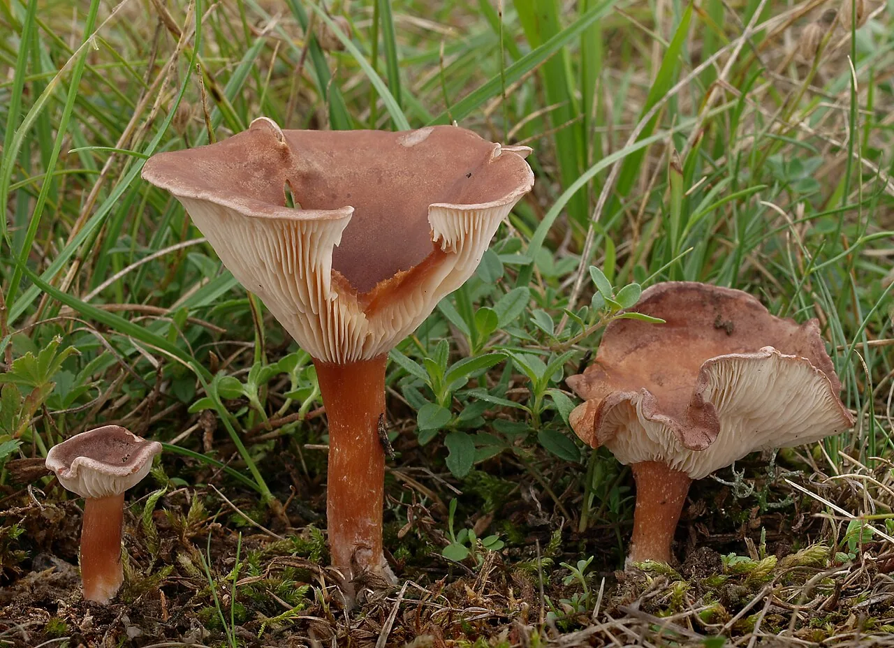 Infundibulicybe splendoides (Infundibulicybe splendoides) — photo mycologique