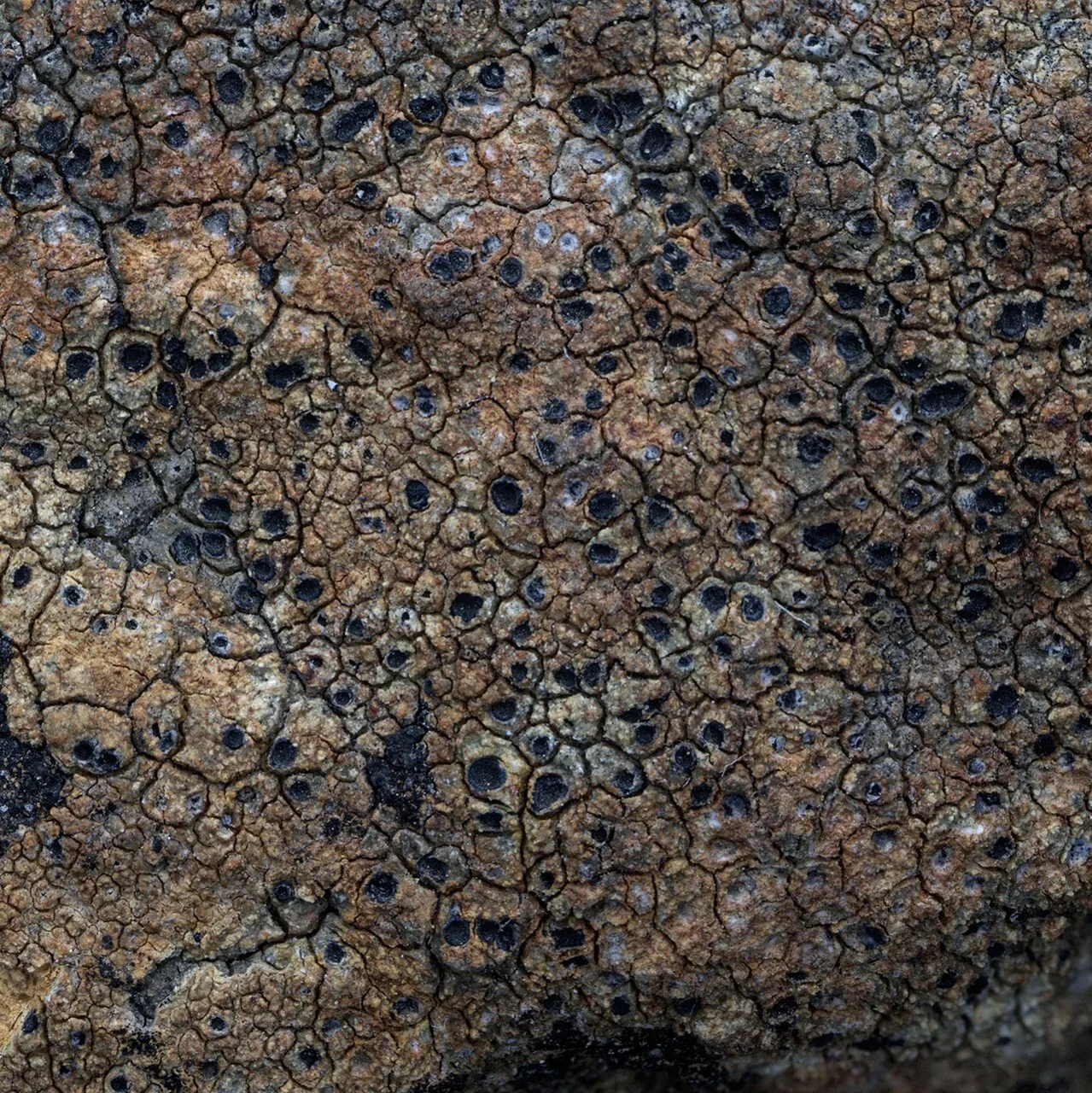 Ingvariella bispora (Ingvariella bispora) — photo mycologique
