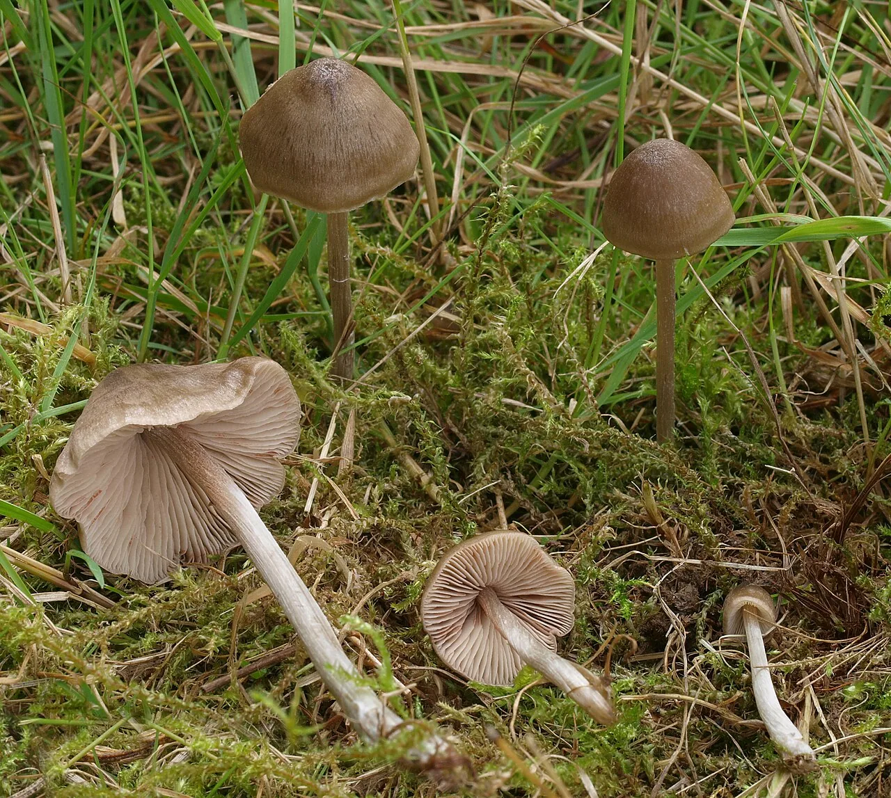 Inocephalus plicatus (Inocephalus plicatus) — photo mycologique