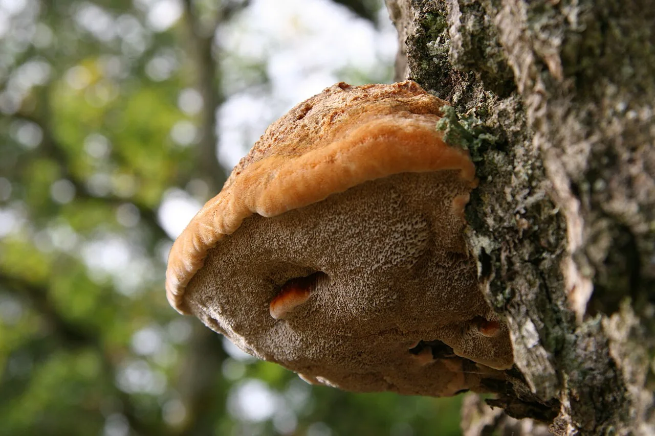 Inocutis dryophila (Inocutis dryophila) — photo mycologique