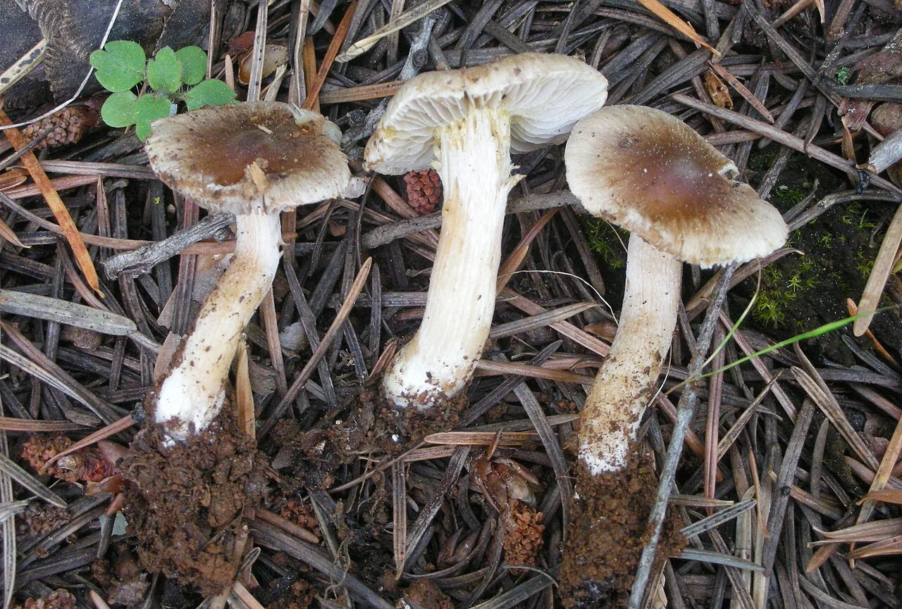 Inocybe abjecta (Inocybe abjecta) — photo mycologique