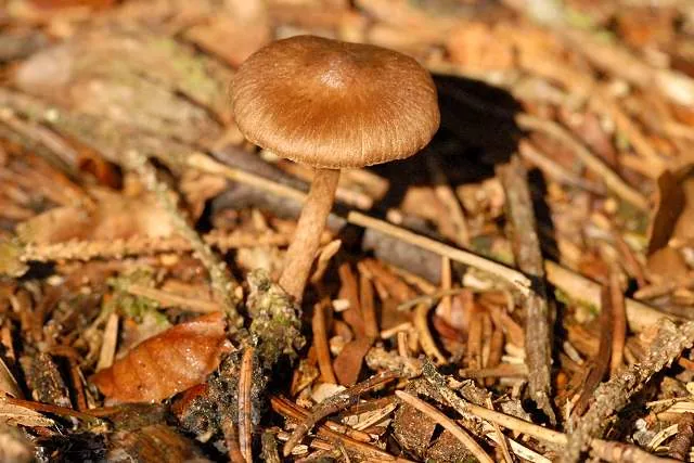Inocybe assimilata (Inocybe assimilata) — photo mycologique