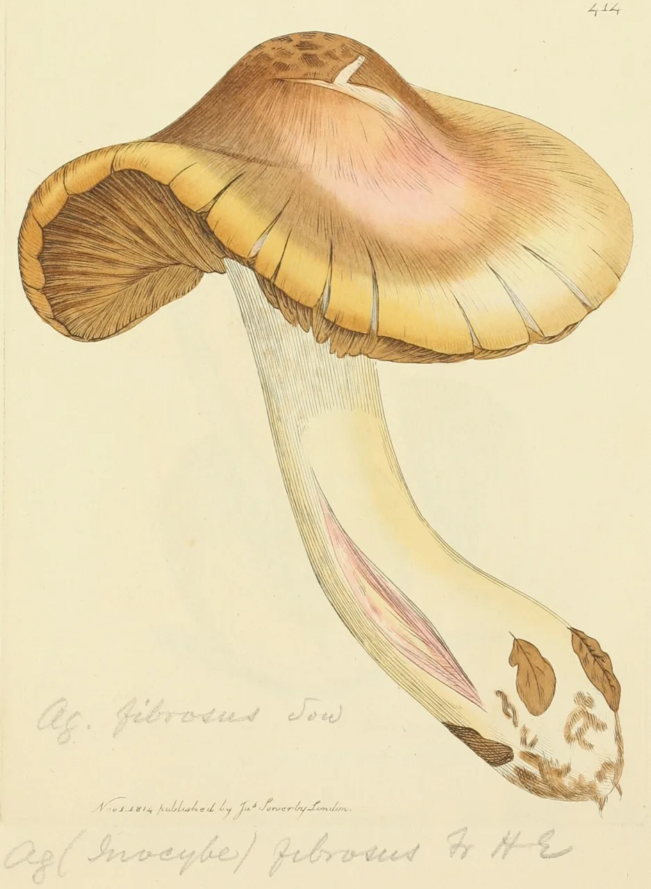 Inocybe fibrosa (Inocybe fibrosa) — photo mycologique