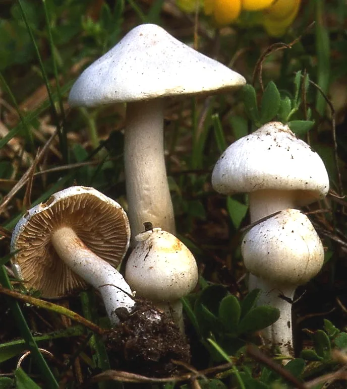 Inocybe geophylla (Inocybe geophylla) — photo mycologique