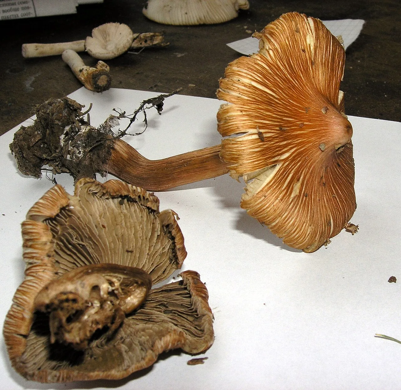 Inocybe godeyi (Inocybe godeyi) — photo mycologique