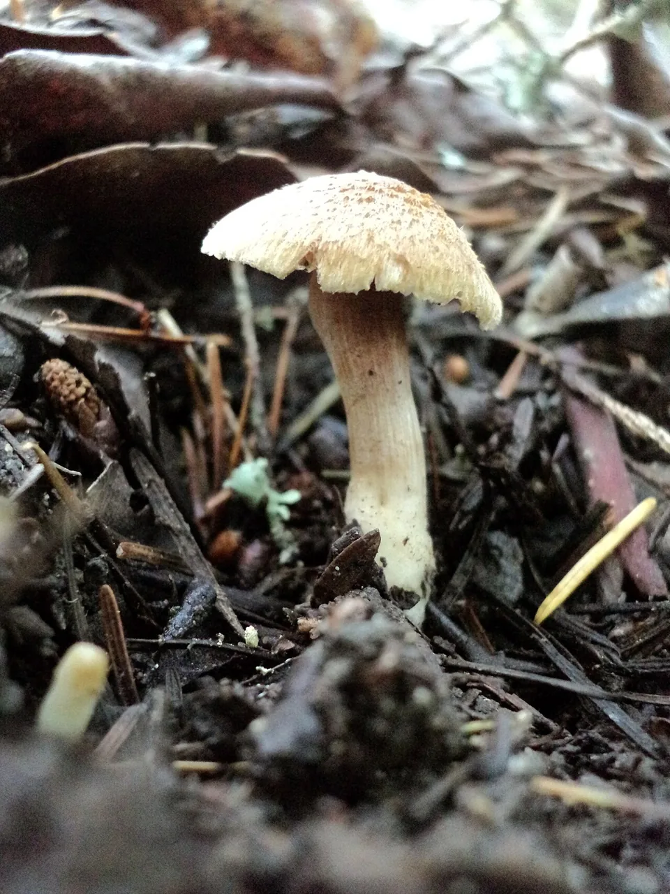Inocybe laetior (Inocybe laetior) — photo mycologique
