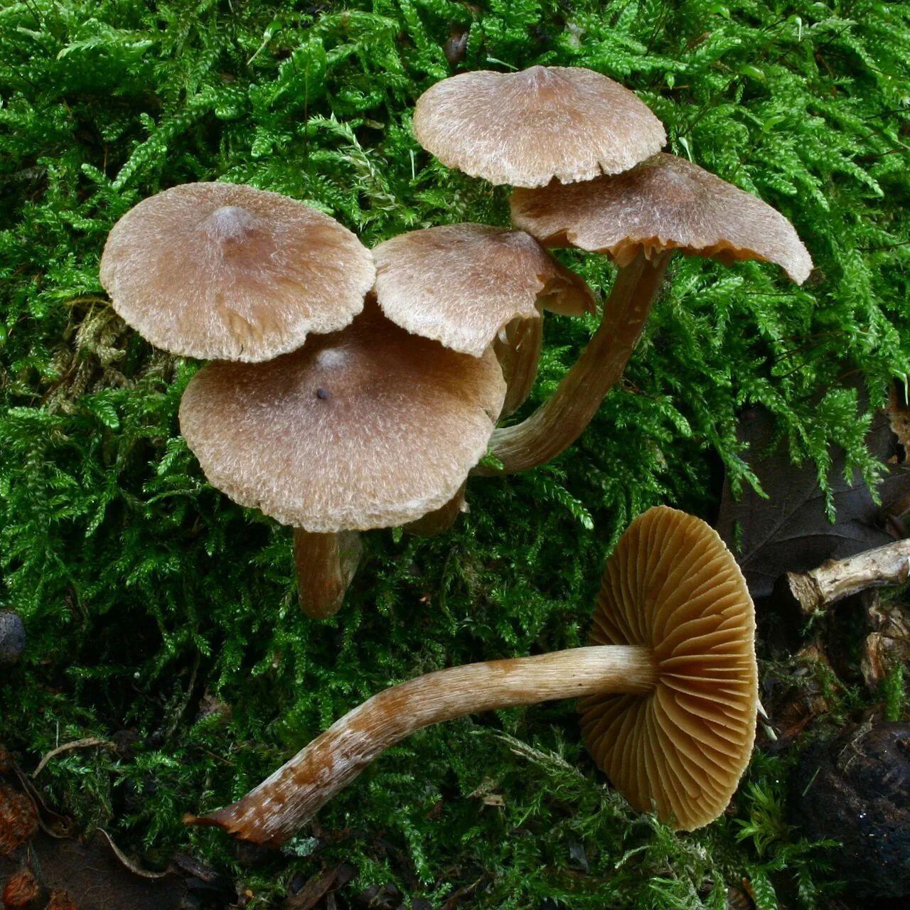 Inocybe langei (Inocybe langei) — photo mycologique