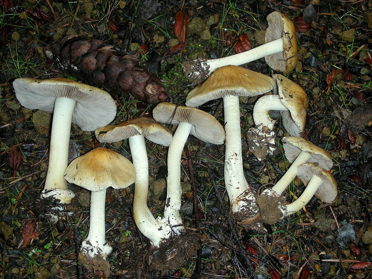 Inocybe mixtilis (Inocybe mixtilis) — photo mycologique